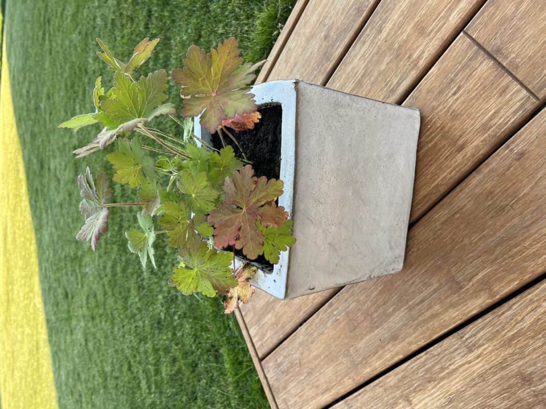 Blumenkübel mit grünen und roten Blättern auf Holzterrasse.