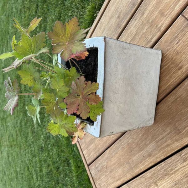 Blumenkübel mit grünen und roten Blättern auf Holzterrasse.